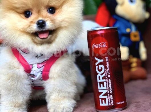 Birbirinden Güzel Sıfır Burun Ayıcık Surat Pomeranian Boo görsel