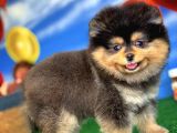Showclass Ender Blacktan Renk Pomeranian Boo