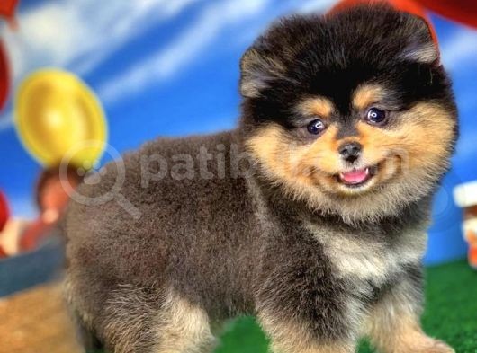 Showclass Ender Blacktan Renk Pomeranian Boo görsel