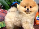 Birbirinden Güzel Sıfır Burun Ayıcık Surat Pomeranian Boo