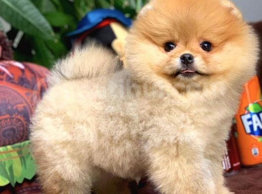 Birbirinden Güzel Sıfır Burun Ayıcık Surat Pomeranian Boo görsel