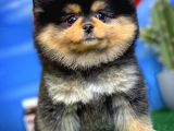Showclass Ender Blacktan Renk Pomeranian Boo