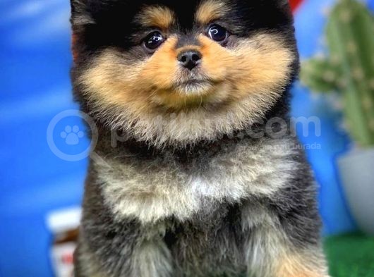 Showclass Ender Blacktan Renk Pomeranian Boo görsel