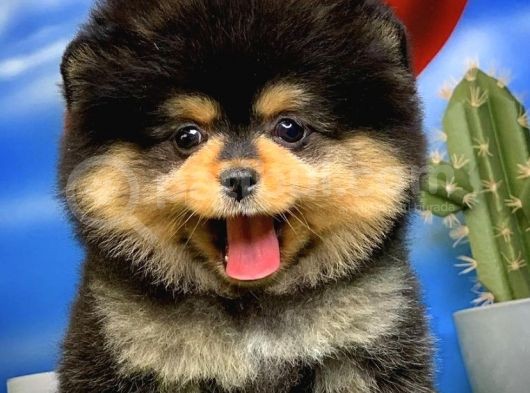 Showclass Ender Blacktan Renk Pomeranian Boo görsel