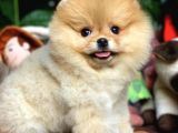 Birbirinden Güzel Sıfır Burun Ayıcık Surat Pomeranian Boo