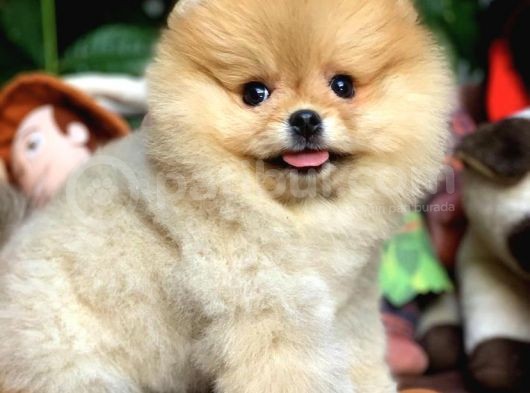 Birbirinden Güzel Sıfır Burun Ayıcık Surat Pomeranian Boo görsel