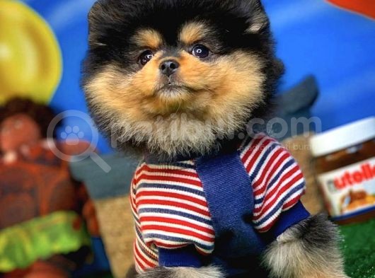 Showclass Ender Blacktan Renk Pomeranian Boo görsel