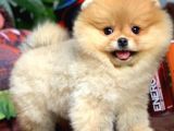 Birbirinden Güzel Sıfır Burun Ayıcık Surat Pomeranian Boo
