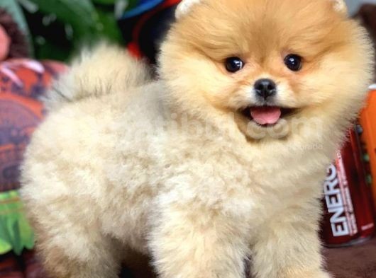 Birbirinden Güzel Sıfır Burun Ayıcık Surat Pomeranian Boo görsel