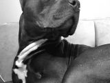 American Bully