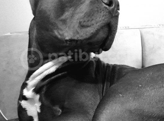 American Bully görsel
