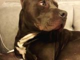 American Bully