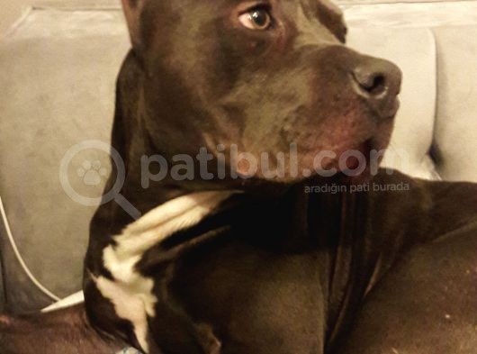 American Bully görsel