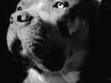 American Bully