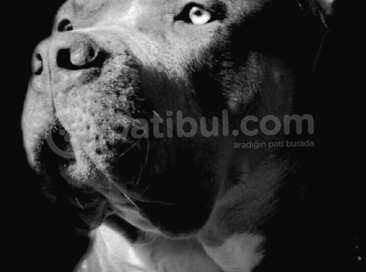 American Bully görsel
