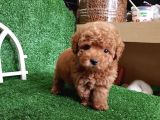 Safkan Red Toy Poodle Yavrumuz İrk Garantili