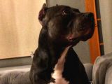 American Bully