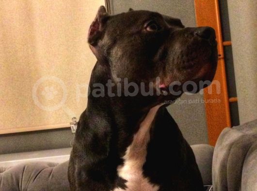 American Bully görsel