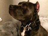 American Bully