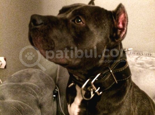 American Bully görsel