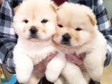 2 Aylık Dişi Yavrularımız Aşılı