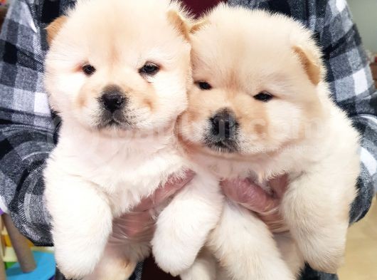 2 Aylık Dişi Yavrularımız Aşılı görsel