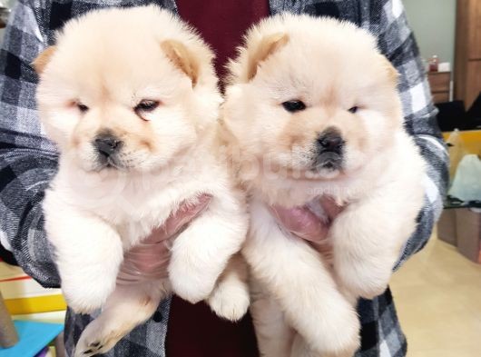 2 Aylık Dişi Yavrularımız Aşılı görsel