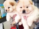 2 Aylık Dişi Yavrularımız Aşılı