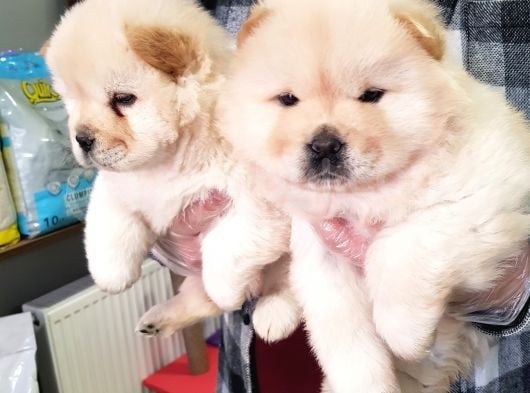 2 Aylık Dişi Yavrularımız Aşılı görsel