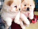 2 Aylık Dişi Yavrularımız Aşılı