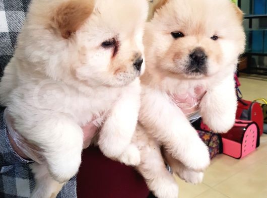 2 Aylık Dişi Yavrularımız Aşılı görsel