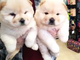 2 Aylık Dişi Yavrularımız Aşılı