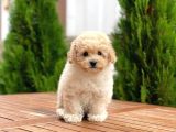 Mi̇ni̇ Toy Poodle Yavrularimiz