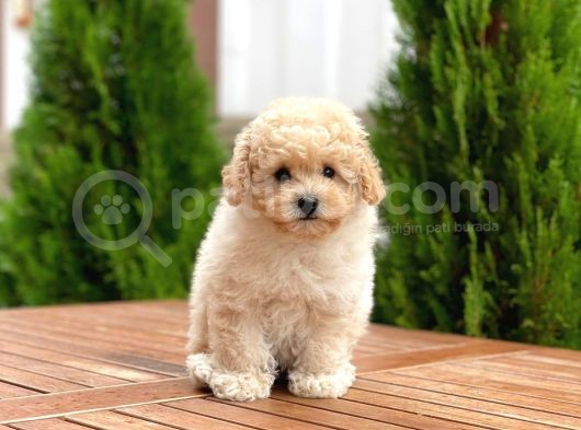 Mi̇ni̇ Toy Poodle Yavrularimiz görsel