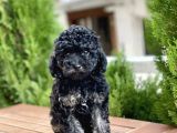 Mi̇ni̇ Toy Poodle Yavrularimiz