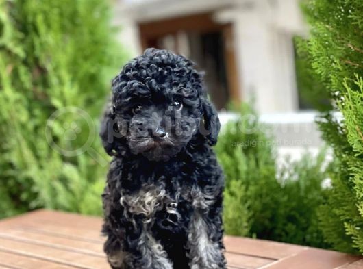 Mi̇ni̇ Toy Poodle Yavrularimiz görsel
