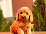 Mi̇ni̇ Toy Poodle Yavrularimiz