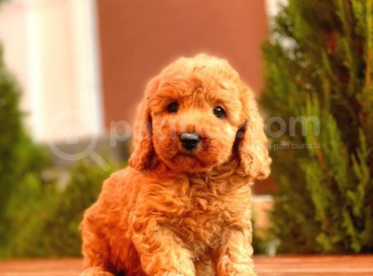 Mi̇ni̇ Toy Poodle Yavrularimiz görsel