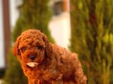 Mi̇ni̇ Toy Poodle Yavrularimiz