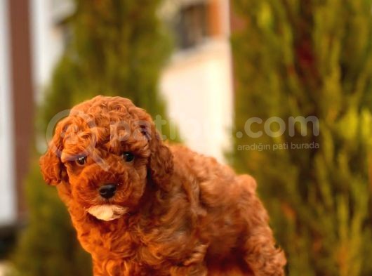 Mi̇ni̇ Toy Poodle Yavrularimiz görsel