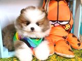 Safkan Pomeri̇an Boo