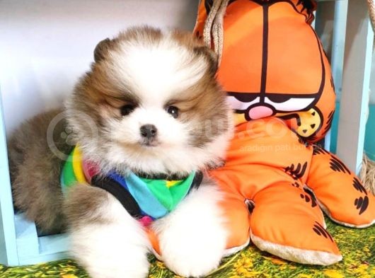 Safkan Pomeri̇an Boo görsel