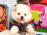 Safkan Pomeri̇an Boo