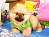 Safkan Pomeri̇an Boo