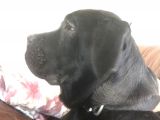 5,5 Aylık Canecorso