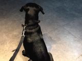 5,5 Aylık Canecorso