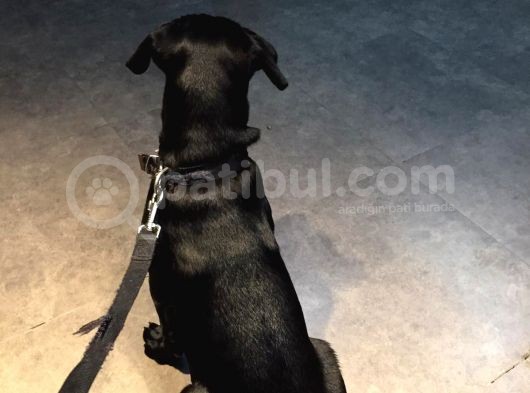 5,5 Aylık Canecorso görsel