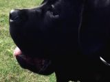5,5 Aylık Canecorso