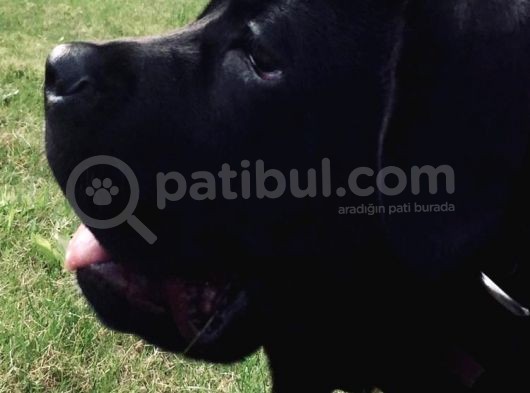 5,5 Aylık Canecorso görsel