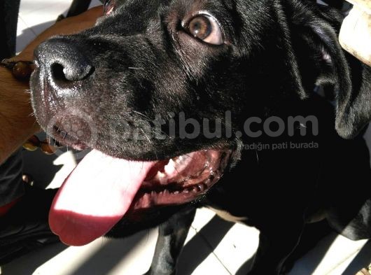 5,5 Aylık Canecorso görsel